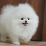 Perrito pomerania